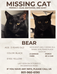 Lost Male Cat last seen Batten Ct & Northshore Dr, Saratoga Springs, UT 84045