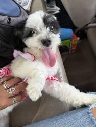 Lost Female Dog last seen Royal pines neighborhood in Porter tx, Porter, TX 77365