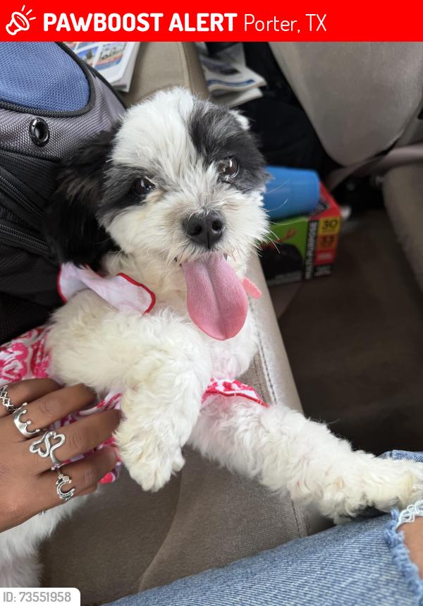 Lost Female Dog last seen Royal pines neighborhood in Porter tx, Porter, TX 77365