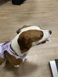 Lost Female Dog last seen Near N Sierra way, San Bernardino, CA 92405