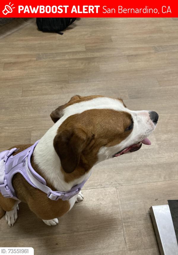 Lost Female Dog last seen Near N Sierra way, San Bernardino, CA 92405