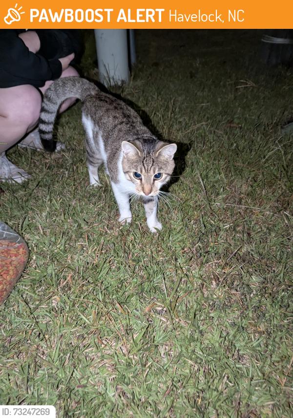Found/Stray Male Cat last seen Rhonda ct and Webb blvd, Havelock, NC 28532