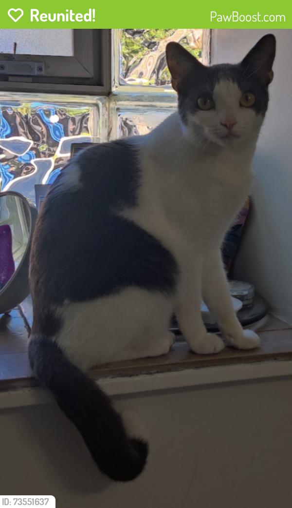 Reunited Male Cat last seen Winnemac and Levitt by winnemac park, Chicago, IL 60625