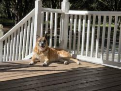 Lost Female Dog last seen CR 247 and 44, Lake Panasoffkee, FL 33538