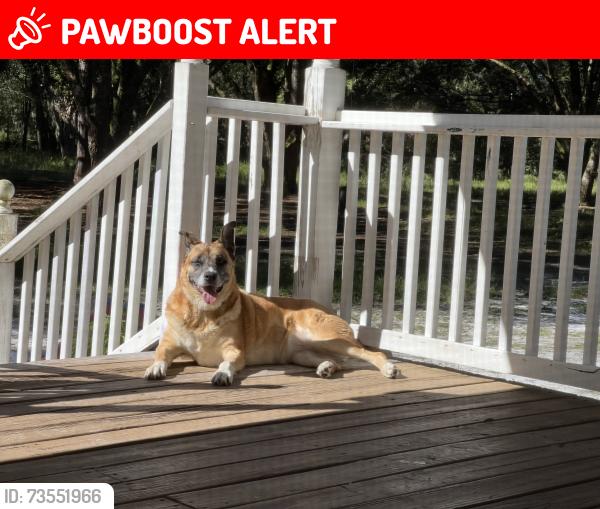 Lost Female Dog last seen CR 247 and 44, Lake Panasoffkee, FL 33538
