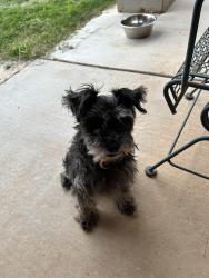 Reunited Unknown Dog last seen 98th. Street and upland, Lubbock, TX 79424