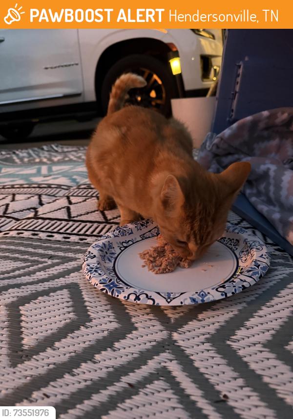 Found/Stray Unknown Cat last seen Robinhood Circle, Hendersonville, TN 37075