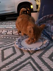 Found/Stray Unknown Cat last seen Robinhood Circle, Hendersonville, TN 37075