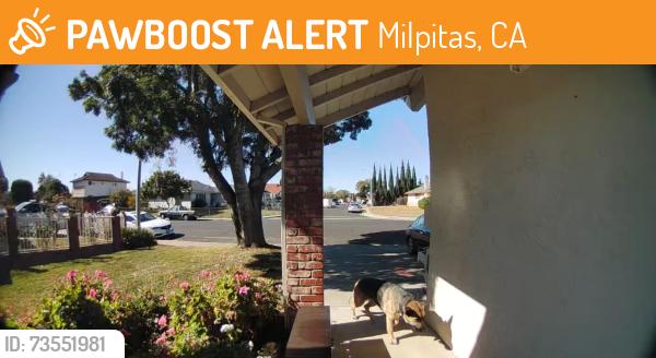 Found/Stray Unknown Dog last seen Near Fallen Leaf Se, Milpitas, CA 95035