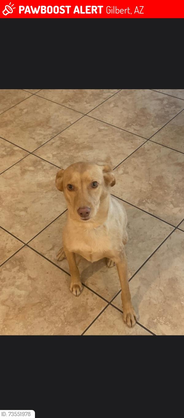 Lost Male Dog last seen Posey and Remington, Gilbert, AZ 85297
