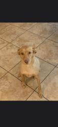 Lost Male Dog last seen Posey and Remington, Gilbert, AZ 85297