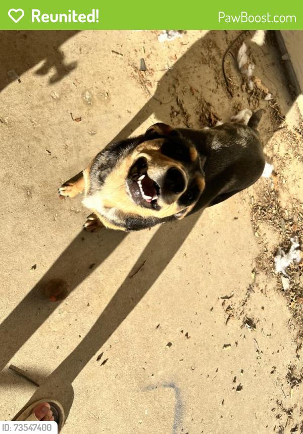 Reunited Female Dog last seen Karankawa circle near the schools, Fort Hood, TX 76544