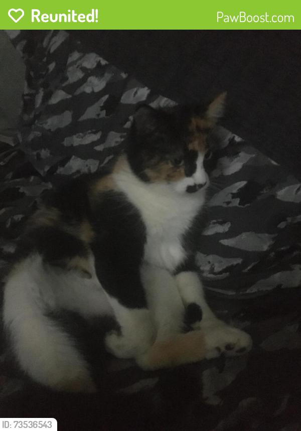 Reunited Female Cat last seen Lago Vista mobile home park, Loveland, CO 80538