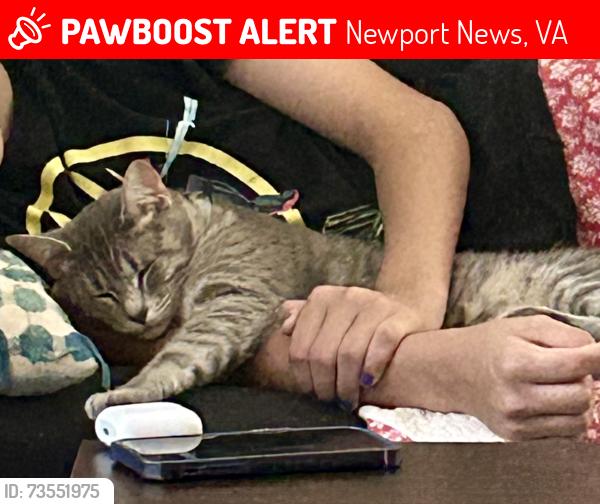 Lost Female Cat last seen Old Oyster Point, Newport News, VA 23602