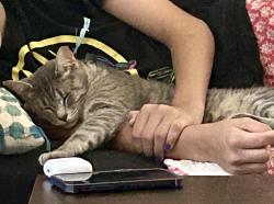 Lost Female Cat last seen Old Oyster Point, Newport News, VA 23602