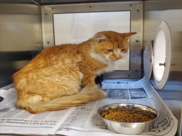Shelter Stray Male Cat last seen Near BLOCK N GREEN ST, WICHITA KS 67214, 3303 N Hillside St, Wichita, KS 67219, USA
