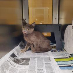 Shelter Stray Female Cat last seen Near BLOCK N ASH AVE, WICHITA KS 67214, 3303 N Hillside St, Wichita, KS 67219, USA