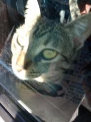 Lost Female Cat last seen Near Lake Fairfax Drive, Reston, VA, Reston, VA 20190