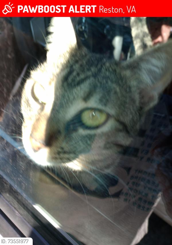 Lost Female Cat last seen Near Lake Fairfax Drive, Reston, VA, Reston, VA 20190