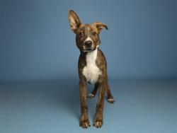 Shelter Stray Male Dog last seen A26-107383, 5501 E Van Buren St, Phoenix, AZ 85008, USA
