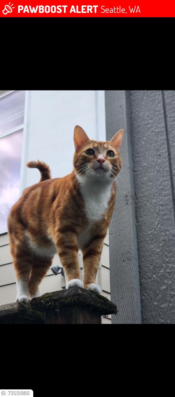 Lost Male Cat last seen 11th and 55th N.E. in the UDistrict/Roosevelt neighborhood, Seattle, WA 98105