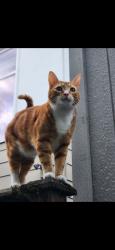 Lost Male Cat last seen 11th and 55th N.E. in the UDistrict/Roosevelt neighborhood, Seattle, WA 98105