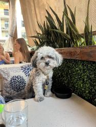 Reunited Male Dog last seen Near pilgrims pathway unit g Tampa 33611, Tampa, FL 33619