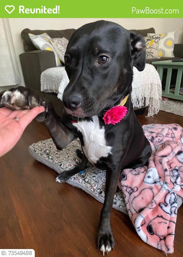 Reunited Female Dog last seen German Town and Linton, Delray Beach, FL 33445
