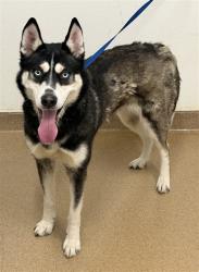 Shelter Stray Female Dog last seen LONGWOOD/HOPPER, 16 Barnes Ct, Hayward, CA 94544, USA