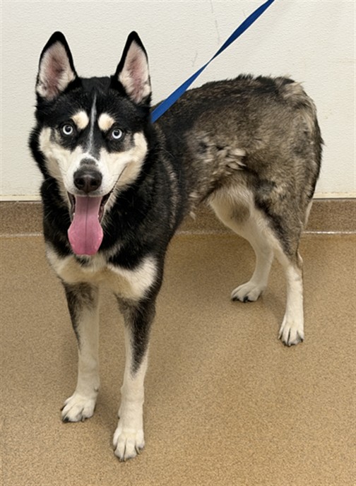 Shelter Stray Female Dog last seen LONGWOOD/HOPPER, 16 Barnes Ct, Hayward, CA 94544, USA