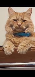 Lost Male Cat last seen Lindenwoods East drive, Winnipeg, MB R3P 1R1