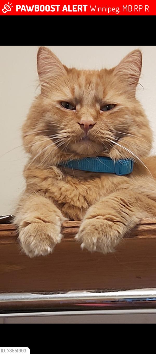 Lost Male Cat last seen Lindenwoods East drive, Winnipeg, MB R3P 1R1