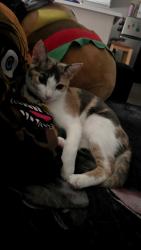 Reunited Female Cat last seen Lower azusa, El Monte, CA 91731