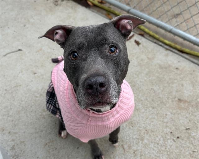 Shelter Stray Female Dog last seen CHARLOTTE, 8315 Byrum Dr, Charlotte, NC 28217, USA