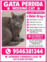Reunited Female Cat last seen Near Plunkett St, Hollywood, FL 33020, USA, Hollywood, FL 33020