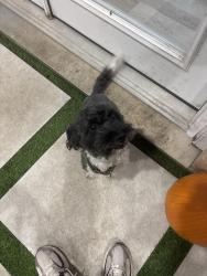 Found/Stray Male Dog last seen Spinnaker and Bayou Bend, League City, TX 77573