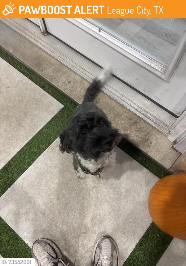 Found/Stray Male Dog last seen Spinnaker and Bayou Bend, League City, TX 77573