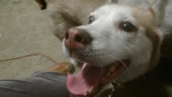 Reunited Female Dog last seen Near Sunset Drive, Mount Dora, FL 32757, Mount Dora, FL 32757