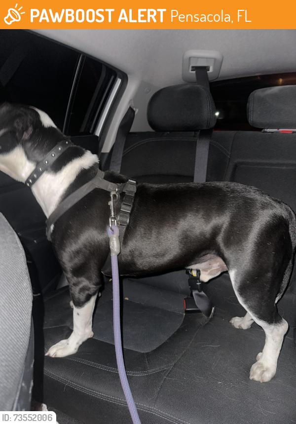 Found/Stray Male Dog last seen Boom Chicken parking lot, Pensacola, FL 32502