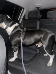 Found/Stray Male Dog last seen Boom Chicken parking lot, Pensacola, FL 32502