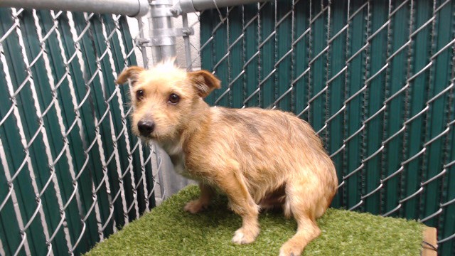 Shelter Stray Male Dog last seen , 11258 Garfield Ave, Downey, CA 90242, USA