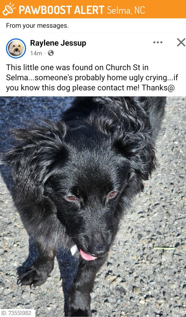 Found/Stray Male Dog last seen Church and Anderson in Selma, Selma, NC 27576