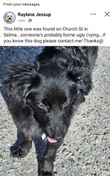 Found/Stray Male Dog last seen Church and Anderson in Selma, Selma, NC 27576