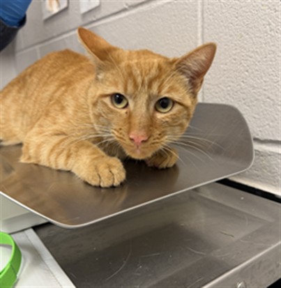 Shelter Stray Male Cat last seen Near BLOCK LANDMARK DR. PARKER CO, 4556 Castleton Ct, Castle Rock, CO 80109, USA