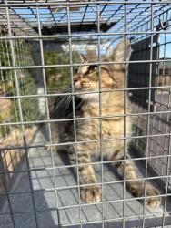 Shelter Stray Unknown Cat last seen Near BLOCK LYREWOOD TER, OKLAHOMA CITY OK 73132, 2811 SE 29th St, Oklahoma City, OK 73129, USA