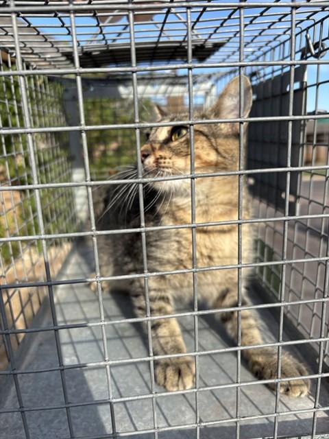 Shelter Stray Unknown Cat last seen Near BLOCK LYREWOOD TER, OKLAHOMA CITY OK 73132, 2811 SE 29th St, Oklahoma City, OK 73129, USA