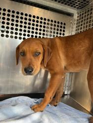 Shelter Stray Male Dog last seen Near BLOCK NW 4TH ST, 2811 SE 29th St, Oklahoma City, OK 73129, USA