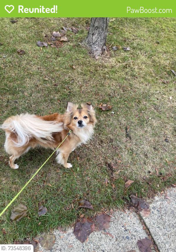 Reunited Male Dog last seen Near Bluebell, West Vancouver, BC V7W 2N4