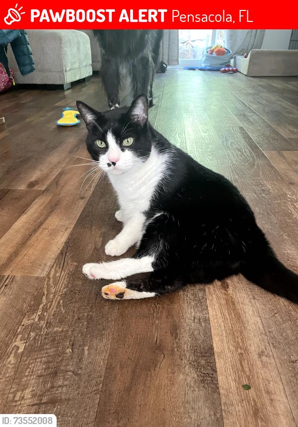 Lost Male Cat last seen Near River Oaks Ln, Pensacola, FL 32514
