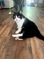 Lost Male Cat last seen Near River Oaks Ln, Pensacola, FL 32514